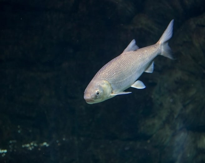 لذیذترین انواع ماهی دریای خزر